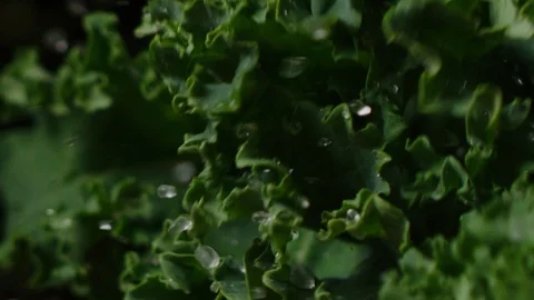 Fresh lettuce salad falling on table macro shot, fresh greenery leafs Video stock 128481561