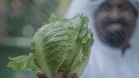Fresh Lettuce Splash Stock Footage 317781931