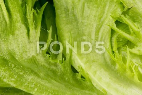 Fresh lettuce texture Stock Photos