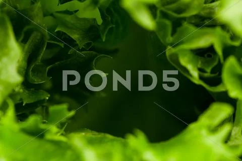 Fresh lettuce texture Stock Photos