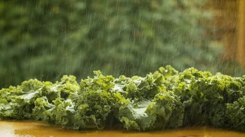 Fresh lettuce under the rain Stock Footage 135864669