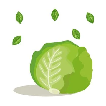 Fresh lettuce vegetable with leafs イラスト素材