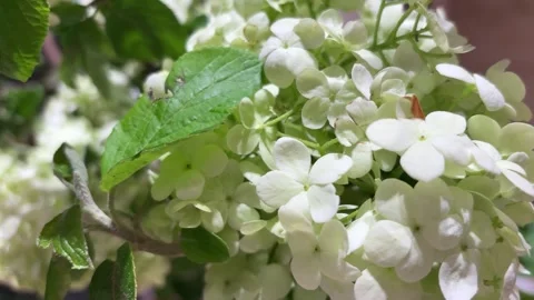 Fresh Light Green Annabelle Hydrangea Flowers Close Up Vídeos de archivo 332522171