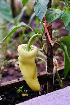 Fresh Light Green Bell Pepper Growing on Bush in Garden Close-Up Stock Photos