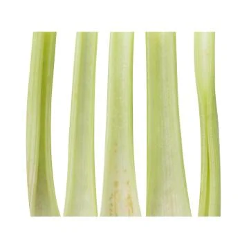 Fresh light green celery  slice ingredient  top view Stock Photos