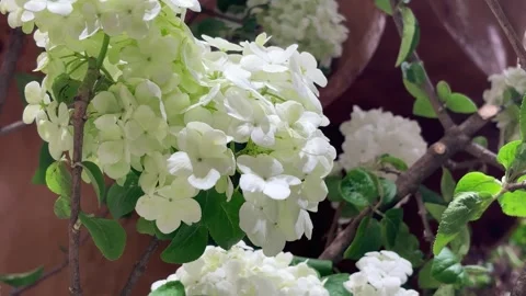 Fresh Light Green Hydrangea Flowers Close Up Видео 332561227