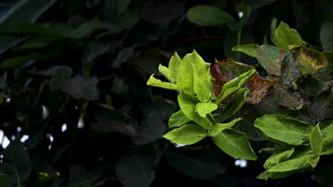 Fresh light green water apple leaves isolated against dark moody background.. Stock Footage 344755533