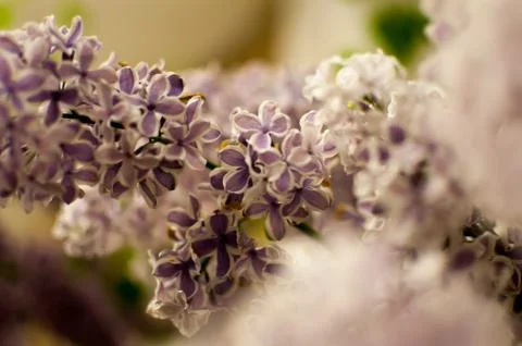 Fresh lilac Stock Photos
