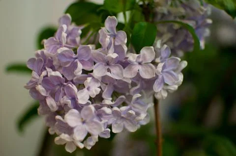 Fresh lilac Stock Photos