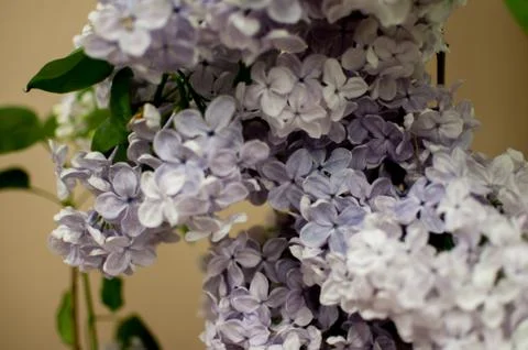Fresh lilac Stock Photos