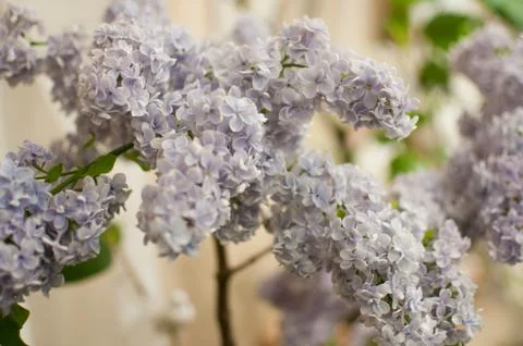 Fresh lilac Stock Photos