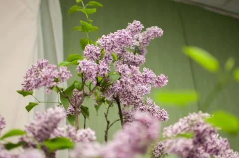 Fresh lilac Stock Photos