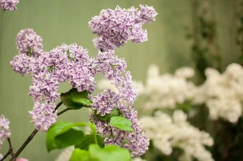 Fresh lilac Stock Photos