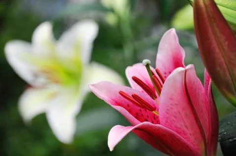 Fresh lily in spring Stock Photos