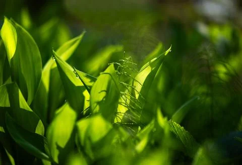 Fresh Lily Of The Valley Leaves In Spring Sunlight Foto stock
