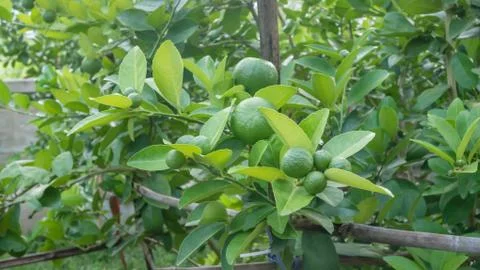 Fresh lime fruit Stock-Fotos