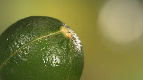Fresh Lime fruit squirting with juice in slow motion in green nature background Stock Footage 199130191