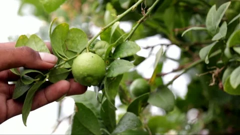 Fresh lime green on the tree,green limes on a tree, lemons fruit,Lime is a hybri 스톡 동영상 134697280