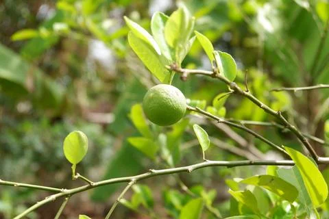 Fresh lime hanging on the tree Stock Photos