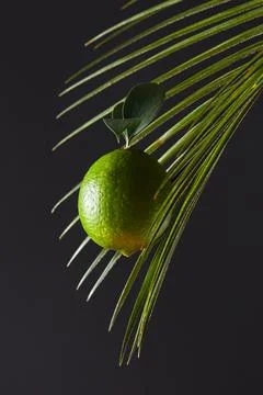 Fresh lime on palm leaf around black background with copy space. Food layout. Stock Photos