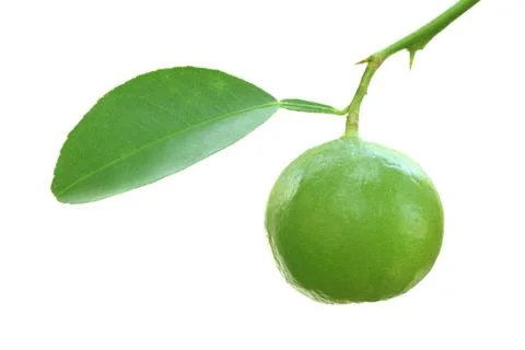 Fresh lime Stock Photos