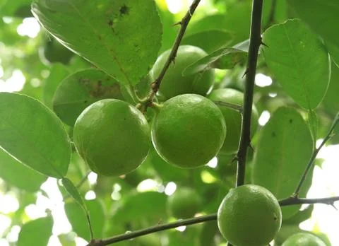 Fresh lime Stock Photos