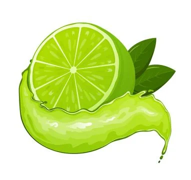 Fresh lime set, with various view of whole lime fruit, halves and slices. Ilustración de archivo