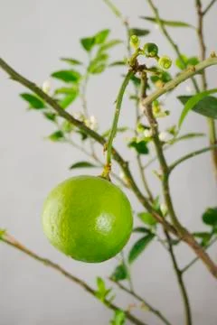 Fresh lime at the tree Stock Photos