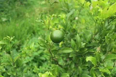 Fresh Lime on Tree Stock Photos