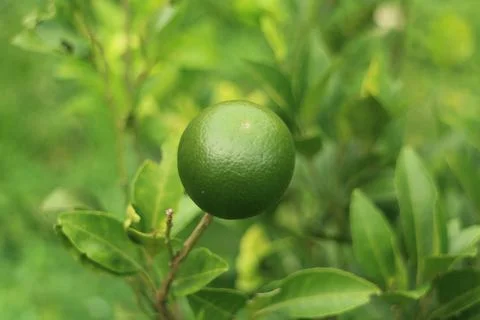 Fresh Lime on Tree Stock Photos