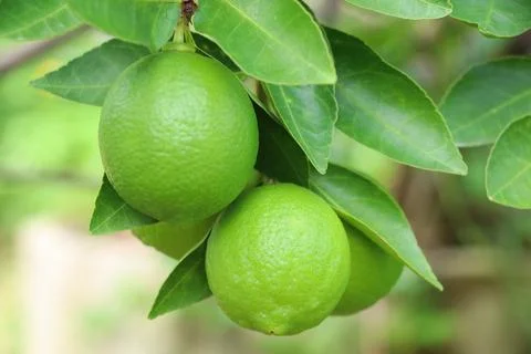 Fresh lime on tree, sour fruit growth in the garden Stock Photos