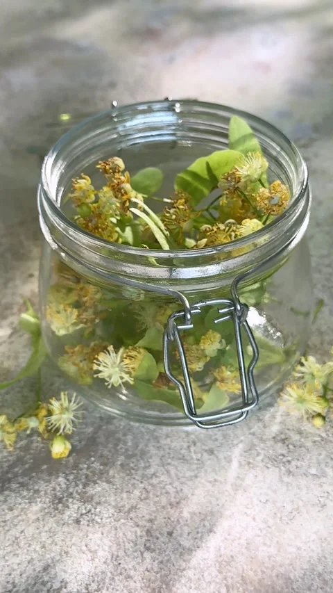Fresh linden tree flowers drying in a glass jar for herbal tea Stock Footage 340145219