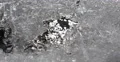 Fresh Liquid Low Temperature Christmas Holiday Ice Flower Frozen Concept Texture 4k or 4k+ Resolution