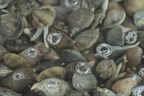 Fresh live clams Stock Footage 116633