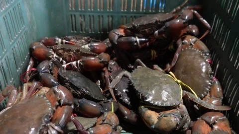Fresh Live Crabs Stock Footage 336701528