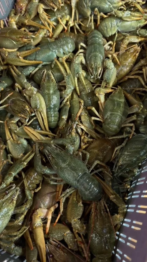 Fresh live crayfish close up in container for sale at seafood market Stock Footage 318918420