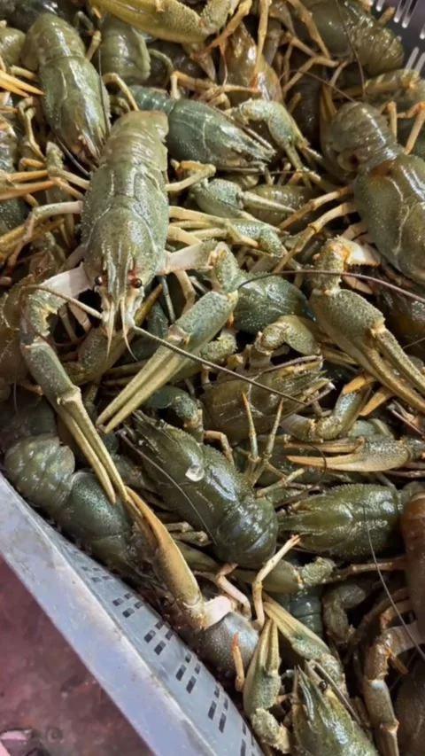 Fresh live crayfish close up in plastic container at seafood market Stock Footage 318918424