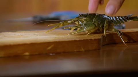 Fresh live crayfish in the kitchen. Cook and seafood. Stock Footage 204338595