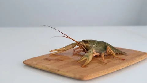 Fresh live crayfish in the kitchen. Stock Footage 227945936