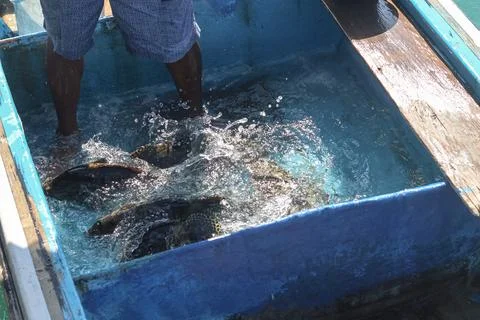 Fresh Live Fish Catch Inside Traditional Fishing Boat Stock Photos