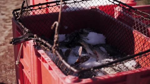 Fresh Live Fish Iced In Red Crate, Market Catch Video stock 322121260