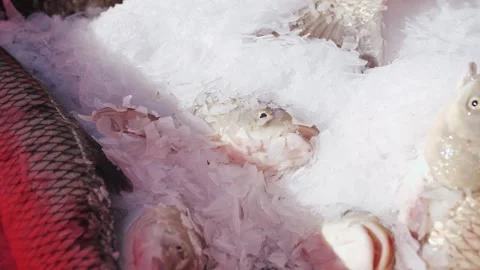 Fresh live fish packed in ice for transport. Fish production Stock Footage 322508729