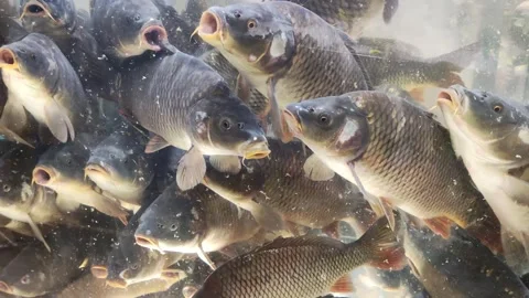 Fresh live fish, silver carp and carp, swim behind a glass display case for sale Stock-Footage 254064221