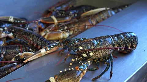 Fresh live lobster on a fishmonger stall in seafood store. Selective focus. Copy Stock Footage 248230736