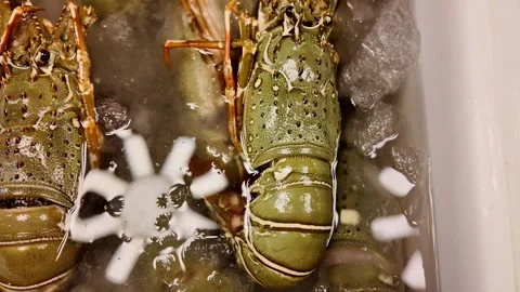 Fresh Live Lobsters Displayed on Ice at a Thai Seafood Market Video stock 342941994