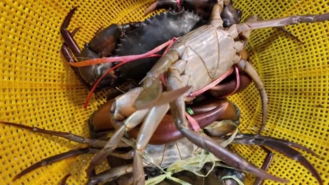 Fresh Live Mud Crabs in Plastic Basket at Thai Seafood Market 스톡 동영상 337649419