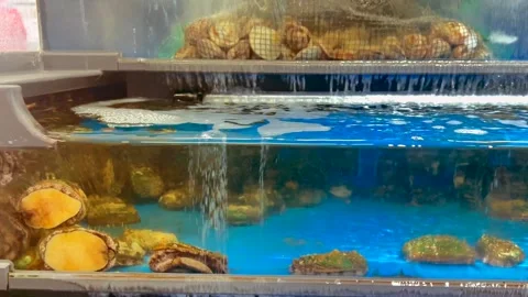 Fresh live scallops and shellfish in seafood market tank. Flowing water keeps Stock Footage 301992477