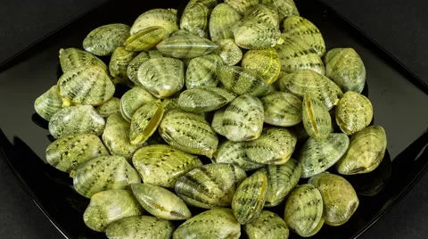 Fresh, live shells for cooking, rotation Stock Footage 53363400