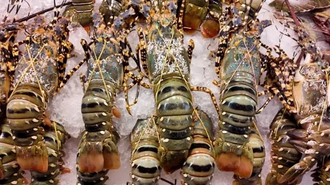 Fresh Live Spiny Lobsters Displayed on Ice at Thai Seafood Market Stock Footage 337649547