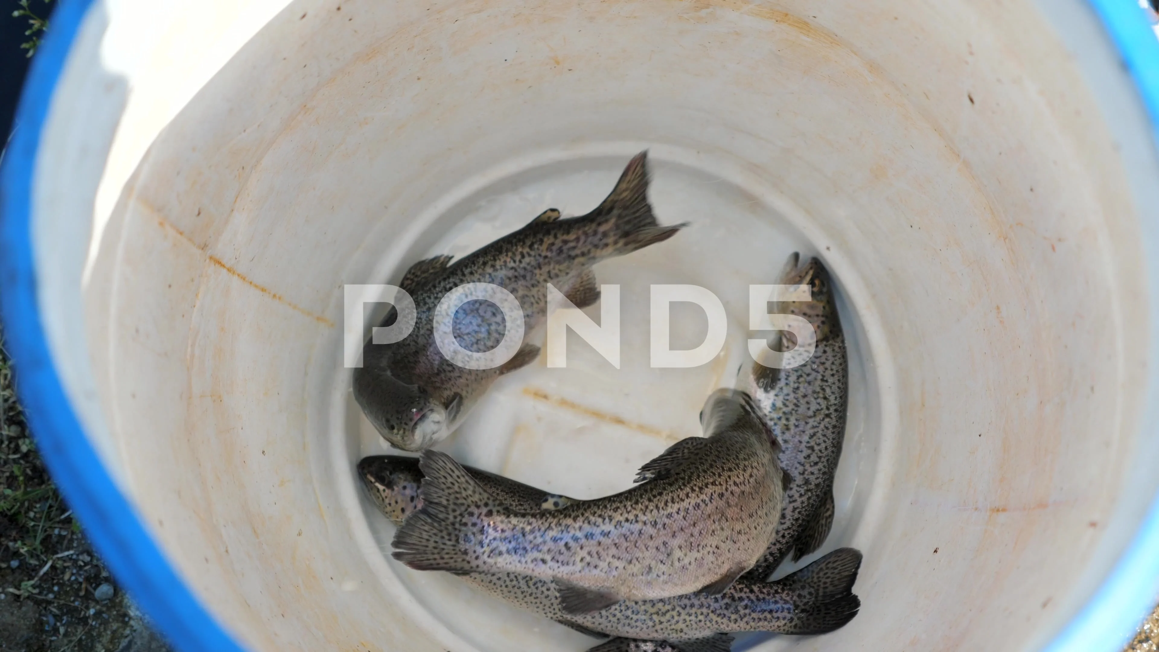 Fresh live trout in bucket, top view. Fi, Stock Video
